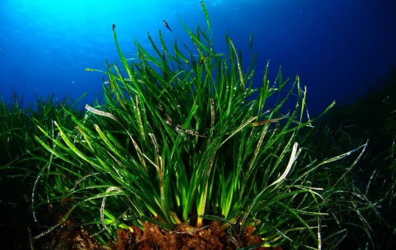 Posidonia: the reforestation plan in Malta and Sardinia