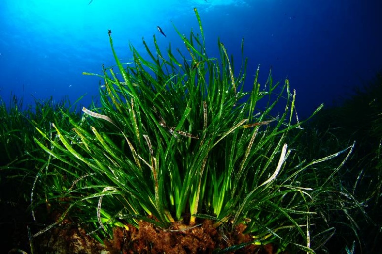 Posidonia: the reforestation plan in Malta and Sardinia Posidonia: the reforestation plan in Malta and Sardinia